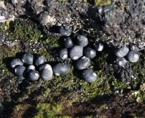 Nerita picea. pipipi. black nerite