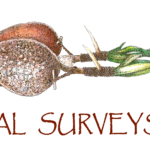 Cultural Surveys Hawaii